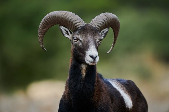 Wild sheep on sunny day in nature