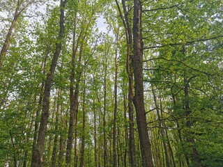 Obraz premium Forest