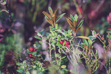 picking ripe cranberries, vaccinium vitis-idaea, in october on the mountains