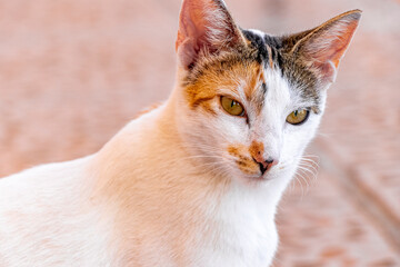 Mexican white cat portrait looking lovely and cute in Mexico.