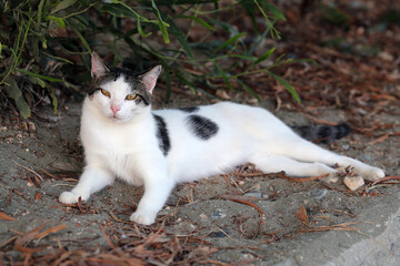 Homeless cat in Cyprus during a summer evening.