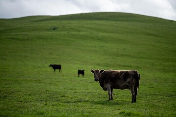 cows in field, grazing on grass in Australia, on a farming ranch. Cattle eating hay and silage....