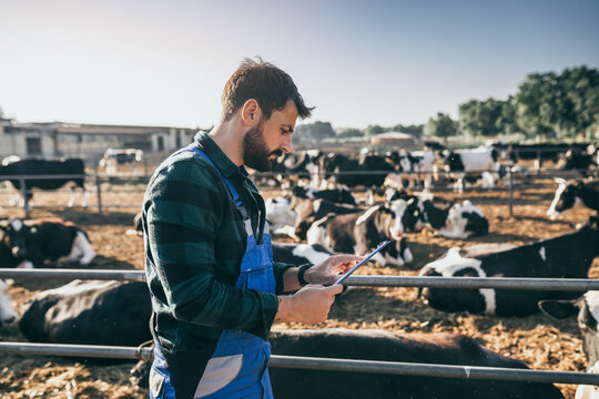 Young Farmer Is Working On Farm With Dairy Cows. Agriculture Industry, Farming.