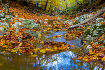 small river in mountain canyon covered by red dry leaves, natural mountain seasonal scene