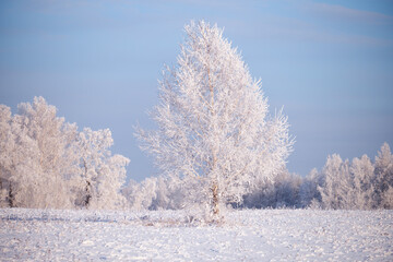 Obraz na płótnie Canvas Frozen birch trees covered with hoarfrost and snow.