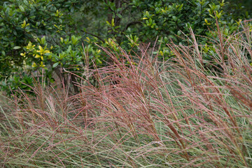 grass in the field