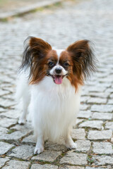 Purebred Dog Papillon portrait on public park on upstairs. Continental spaniel dog look at camera