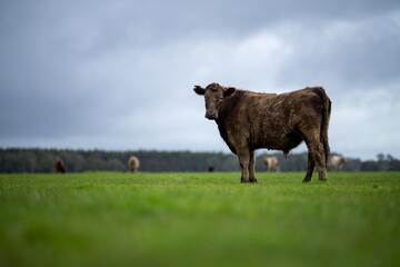 beef cows and calves grazing on grass in Australia, on a farming ranch. Cattle eating hay and...