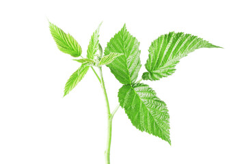 fresh green leaf of raspberry bush isolated on white background