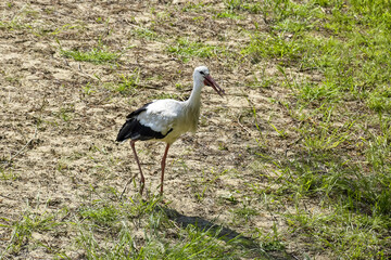 Stork walks along sandy bank of river in summer day. Life of wild bird, animals. Wildlife. Selective focus.