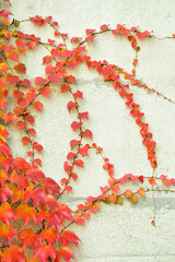 A pattern of red and yellow leaves on the wall for the entire frame. Autumn view of the facade of the house. Landscaping.