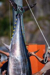 Atlantic bluefin tuna hanging by its dark blue and silver color tail with yellow caudal finlets leading down the body of the big saltwater fish. The giant tuna is hung to prepare for market and sale. 