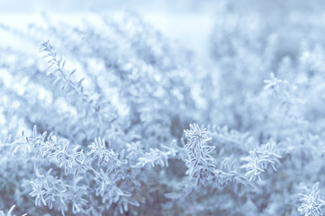 The branches of the shrub are covered with white frost. Winter background. Selective focus