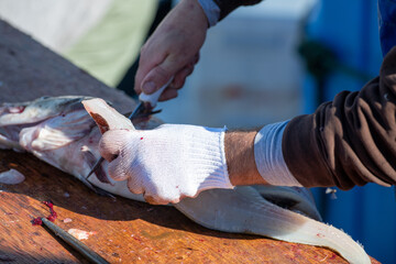 Fresh codfish out of the Atlantic Ocean filleted and cleaned on a wooden table. The chef prepares...