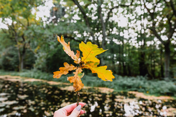 A young woman holds yellow autumn oak leaves in her hand. Autumn concept.