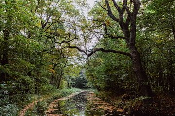 Autumn landscape. Wild green forest and a river with fallen autumn leaves. The nature of Russia.