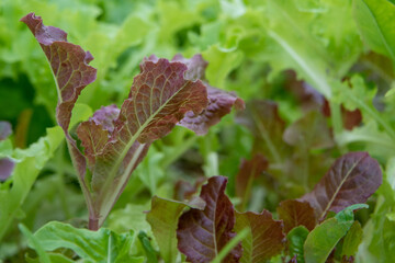 Large healthy pieces of green and red lettuce greens growing in a garden on a farm. It has vibrant green crispy leaves. The sun is shining on the lush fresh vegetable plants in a row with brown dirt.