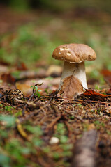 mushroom in the forest
