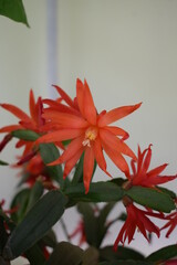 christmas decoration on red