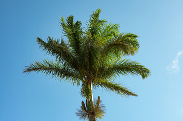 Obraz na płótnie Canvas palm tree against blue sky