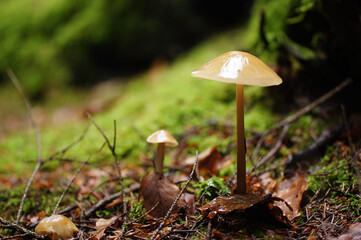 mushrooms in the forest