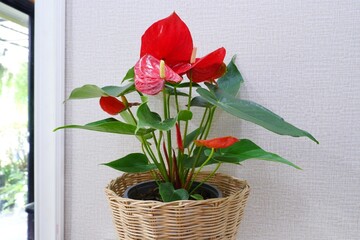 red anthuriums flowers are blooming on bamboo baskets on white background