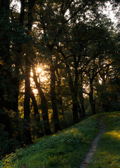 ścieżka w lesie z przebijającymi się promieniami słońca 