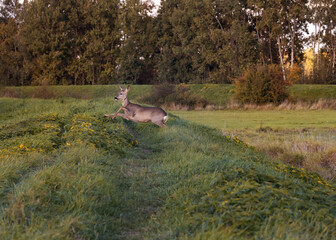 sarna przeskakująca przez trawę © mateusz