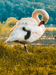 A white swan cleans feathers with its beak, standing on one leg