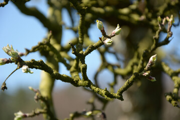 branches