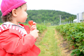 little girl picking grapes