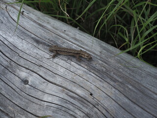 A lizard without the tail and with an insect in its mouth, on rustic wood.  