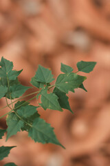 autumn leaves background