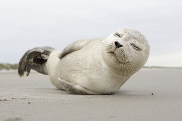 AMELAND. Common Seal - Gewone Zeehond - Phoca vitulina. AMELAND BEACH. DUTCH. - obrazy, fototapety, plakaty