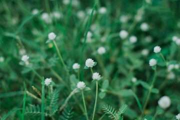 meadow with dandelions