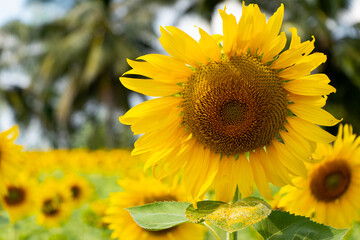 Fototapeta premium Beautiful yellow color sunflower in the agriculture farm background