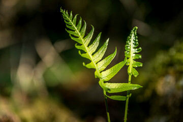Feuilles de jeune fougère dans la forêt