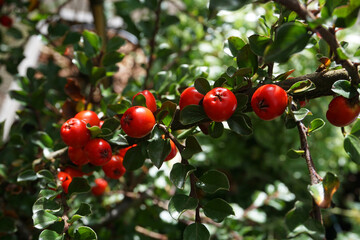 rote Beeren der Mispel am Strauch, Zwergmistel, Frucht im Herbst