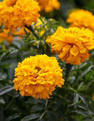 Beautiful yellow flowers in the park