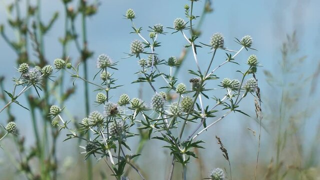 The wild medicinal plant Sea Holly or Eryngium sways the light breeze