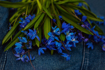Scilla (bluebell or squills) flowers on jeans background, selective focus, shallow DOF