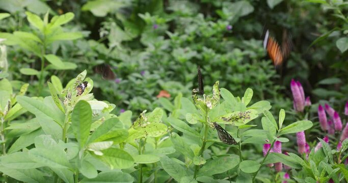 various butterflies (Common Tiger, Contiguous Swift, Five-dot Sergeant) in Hong Kong Island