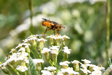 Igelfliege Tachina fera