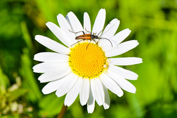 Kleiner Schmalbock mit kleiner Krabbenspinne auf einer Wiesenmargerite