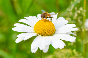 Schwebfliege auf einer Bl&uuml;te