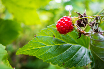Raspberry plant close-up view, Haute Savoie, France