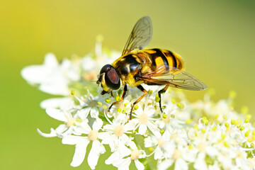 Schwebfliege auf einer Blüte
