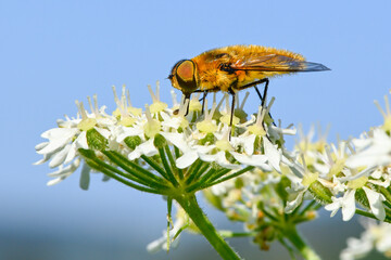Schwebfliege auf einer weissen Bl&uuml;te