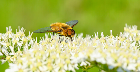 Schwebfliege auf einer Wiesenblume