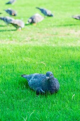 pigeon on the grass